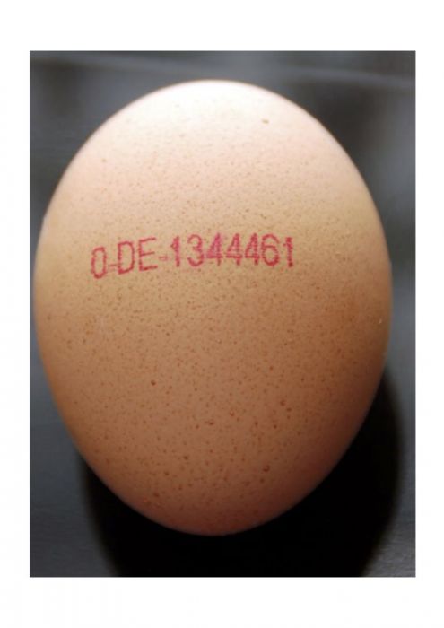 bild 1 huehnerexperiment 495x700