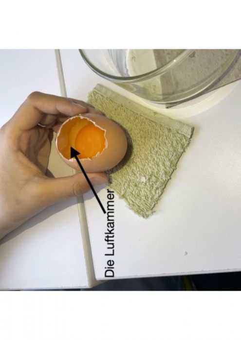 bild 5 huehnerexperiment 495x700