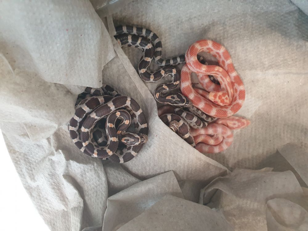 Hauseigener Nachwuchs bei den Kornnattern