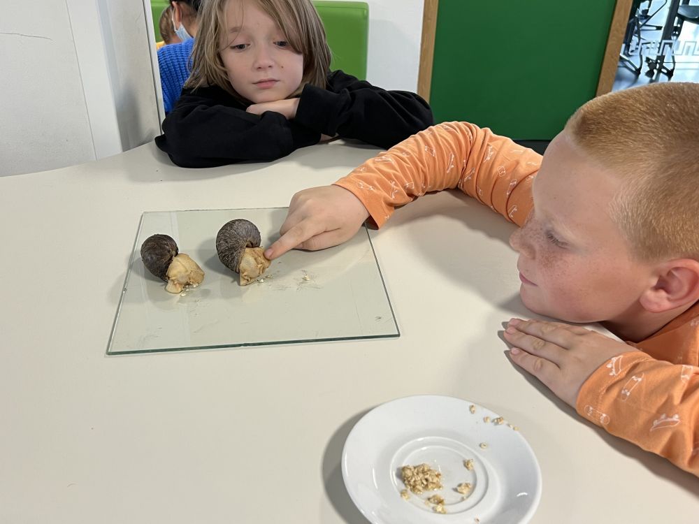 01ag schnecken 1000x750