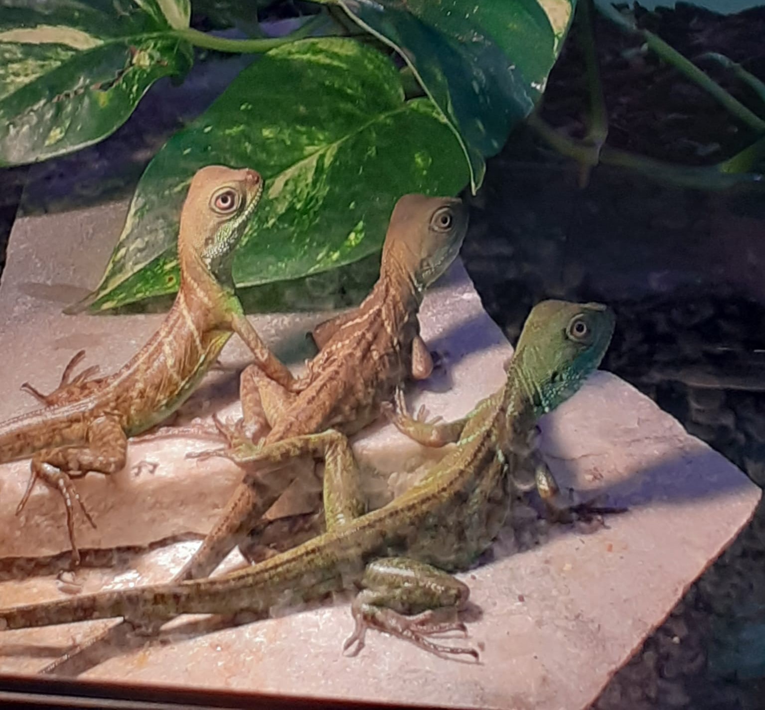 Grüne Wasserdrachen am WDG