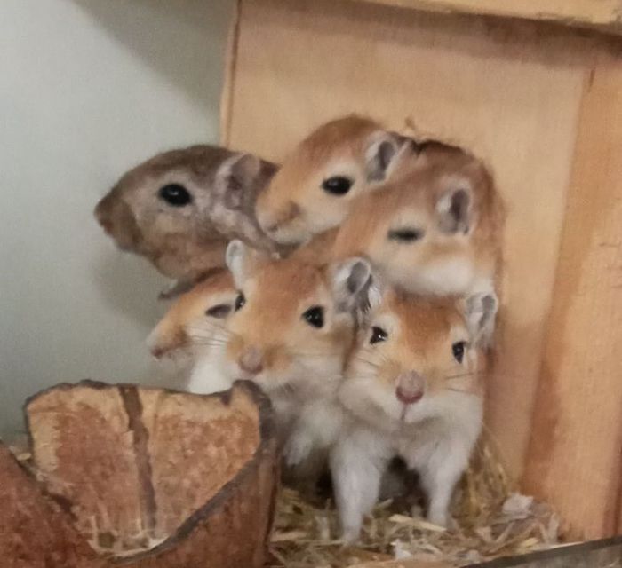 wuestenrenner 700x640